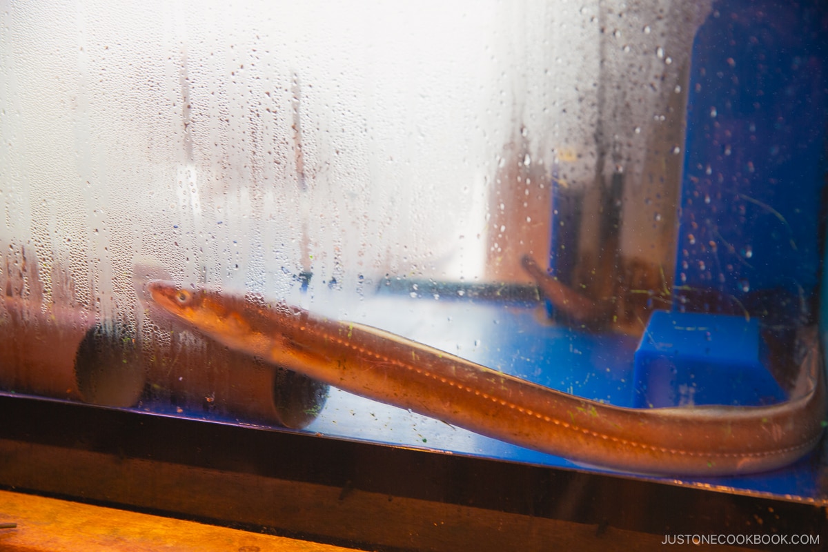 Anago or Sea Eel local specialty food in HImeji