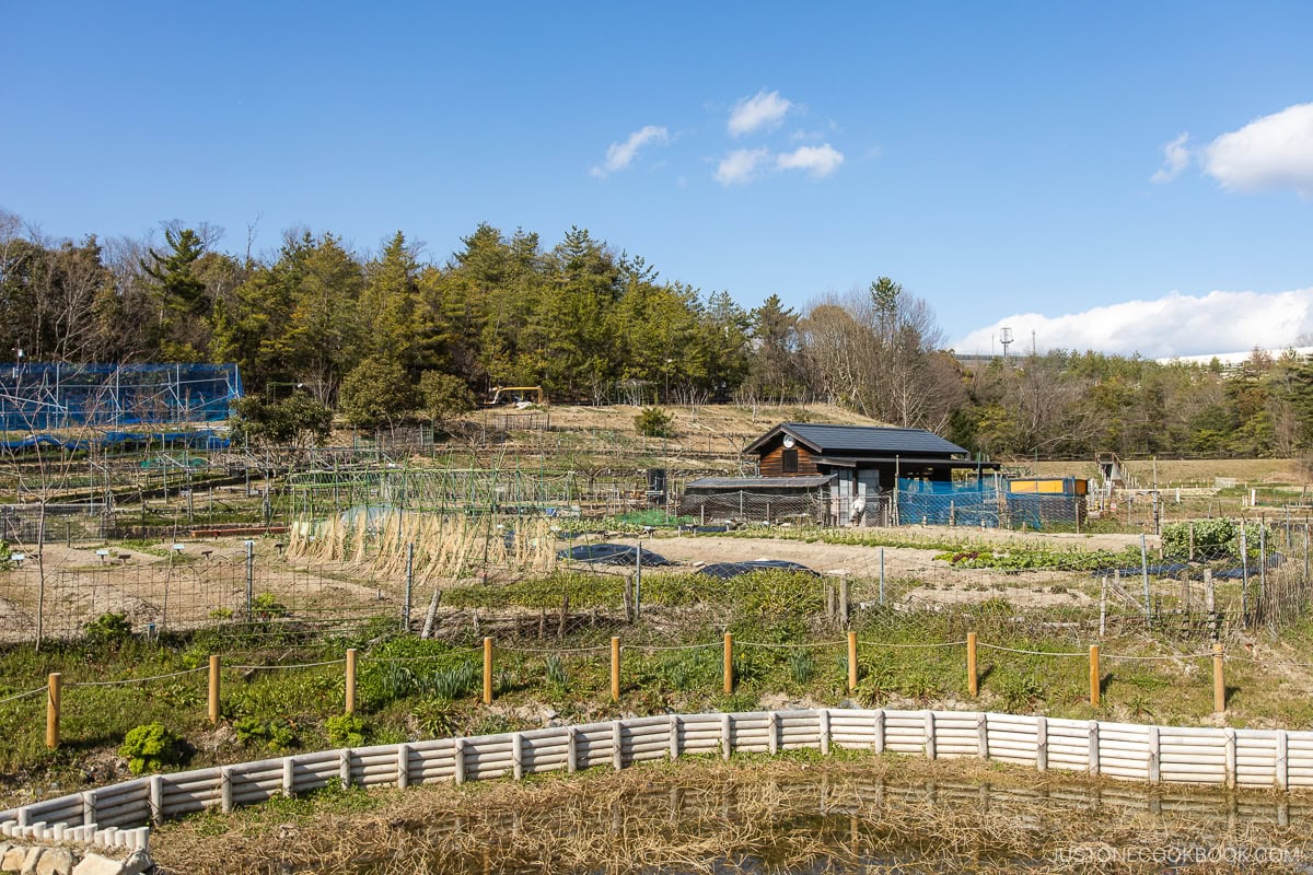 Farming fields