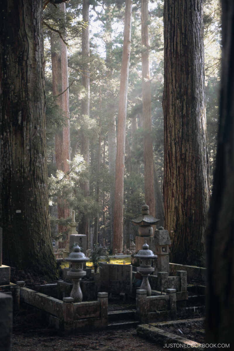 Sun rays filerting through the trees in a cemetery