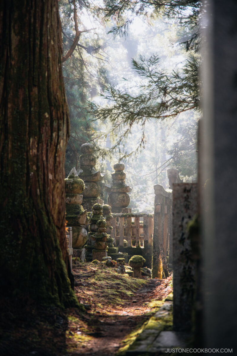 Sun rays filterting through the trees in a cemetery