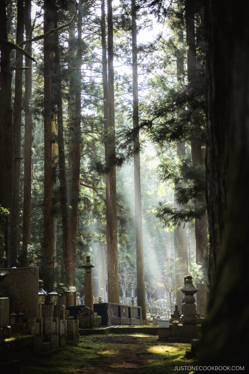 Sun rays filterting through the trees in a cemetery