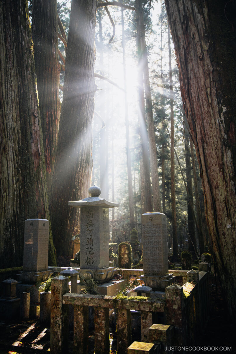 Gravestone in a forest