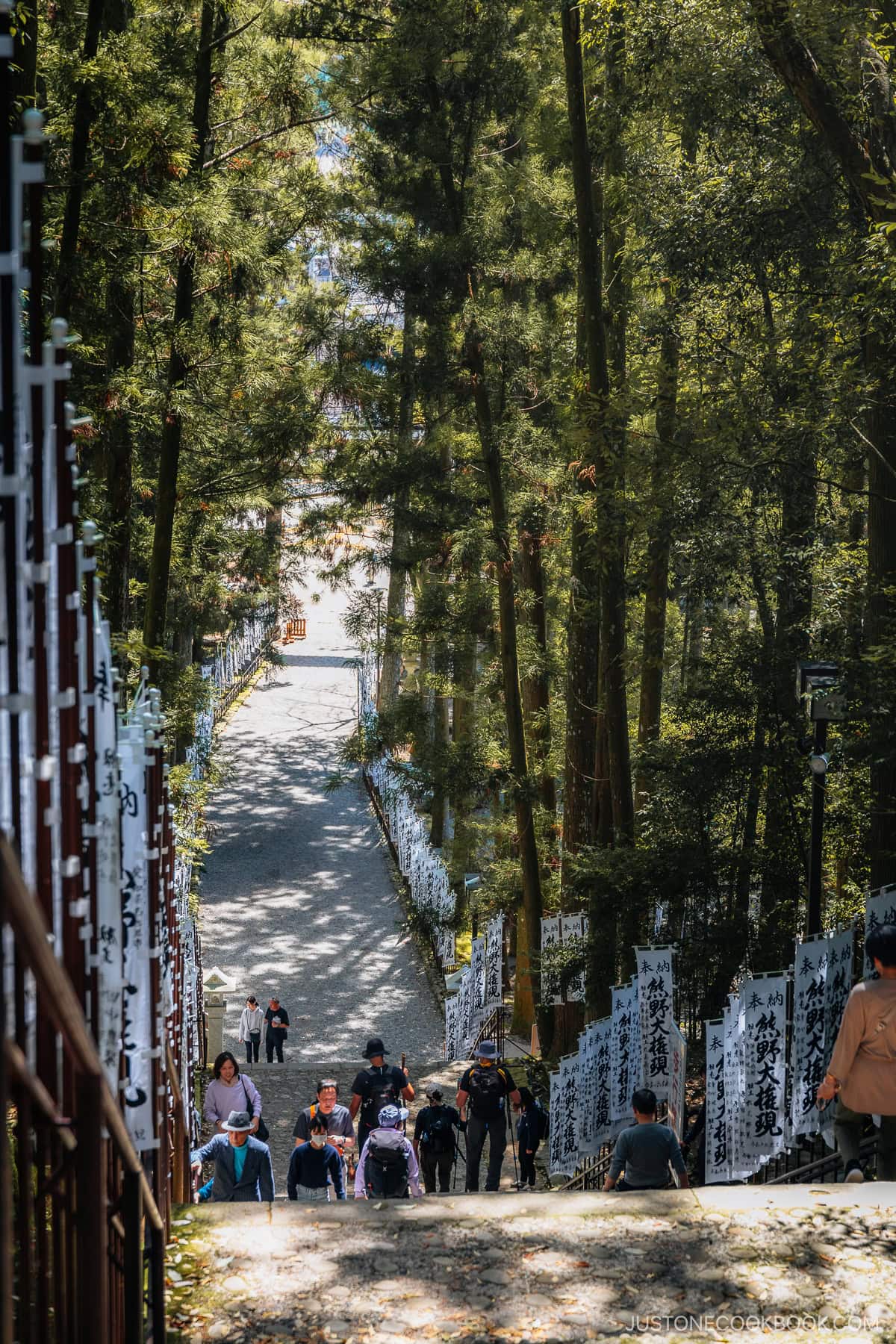 Stone stairs lines with trees