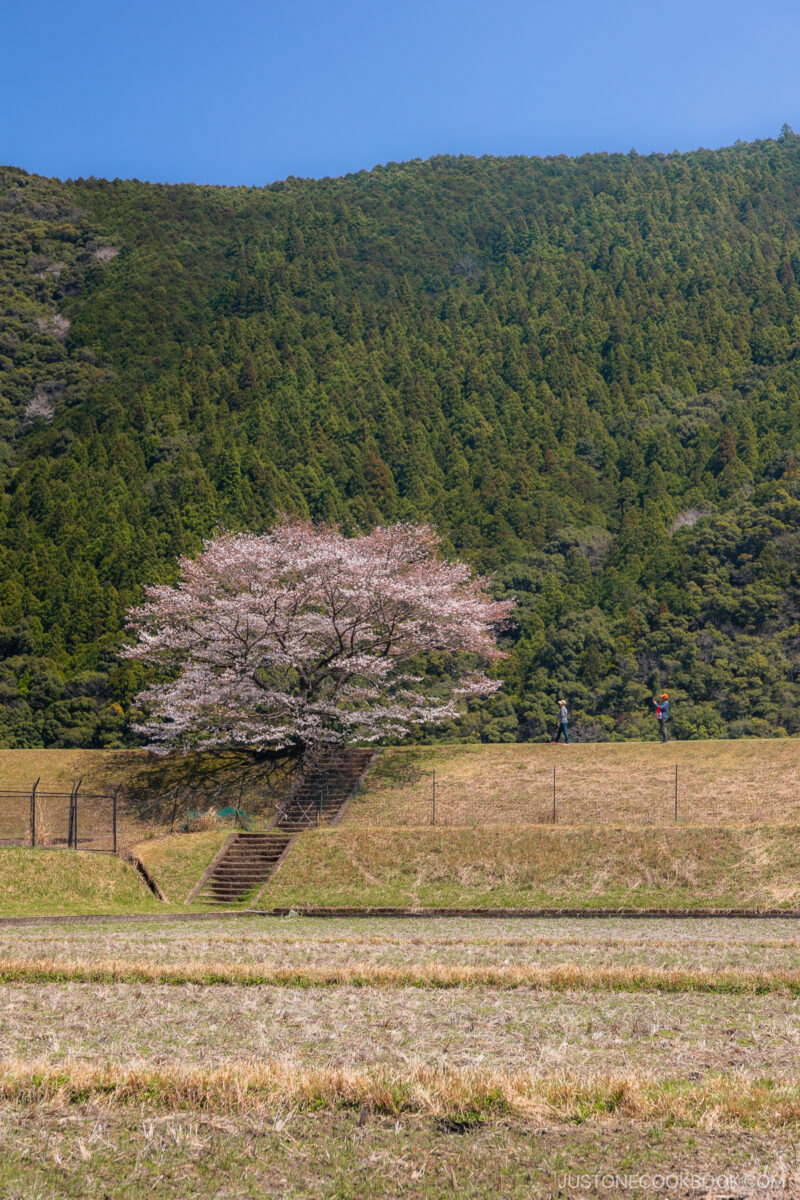 Cherry blossom tree