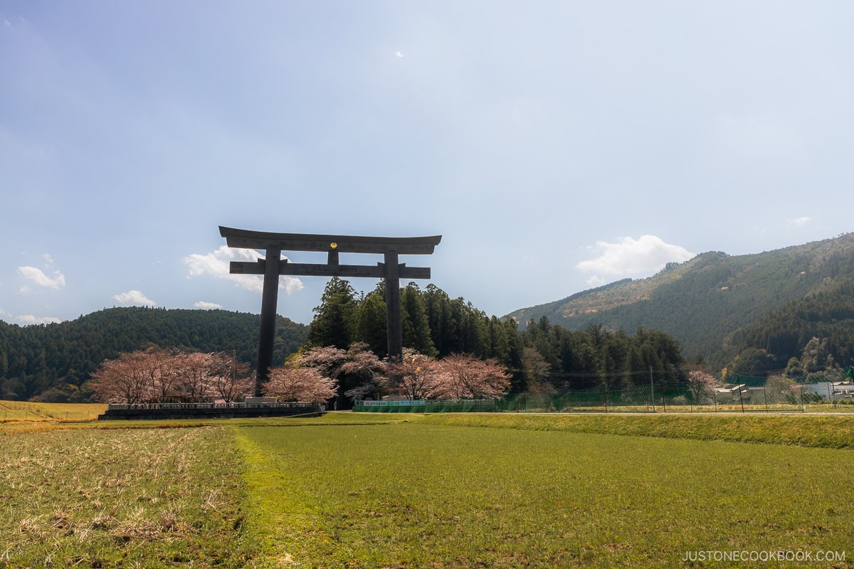 Giant torii gate with cherry blossoms