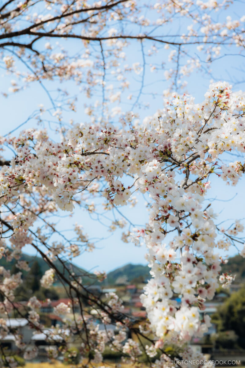 White cherry blossoms