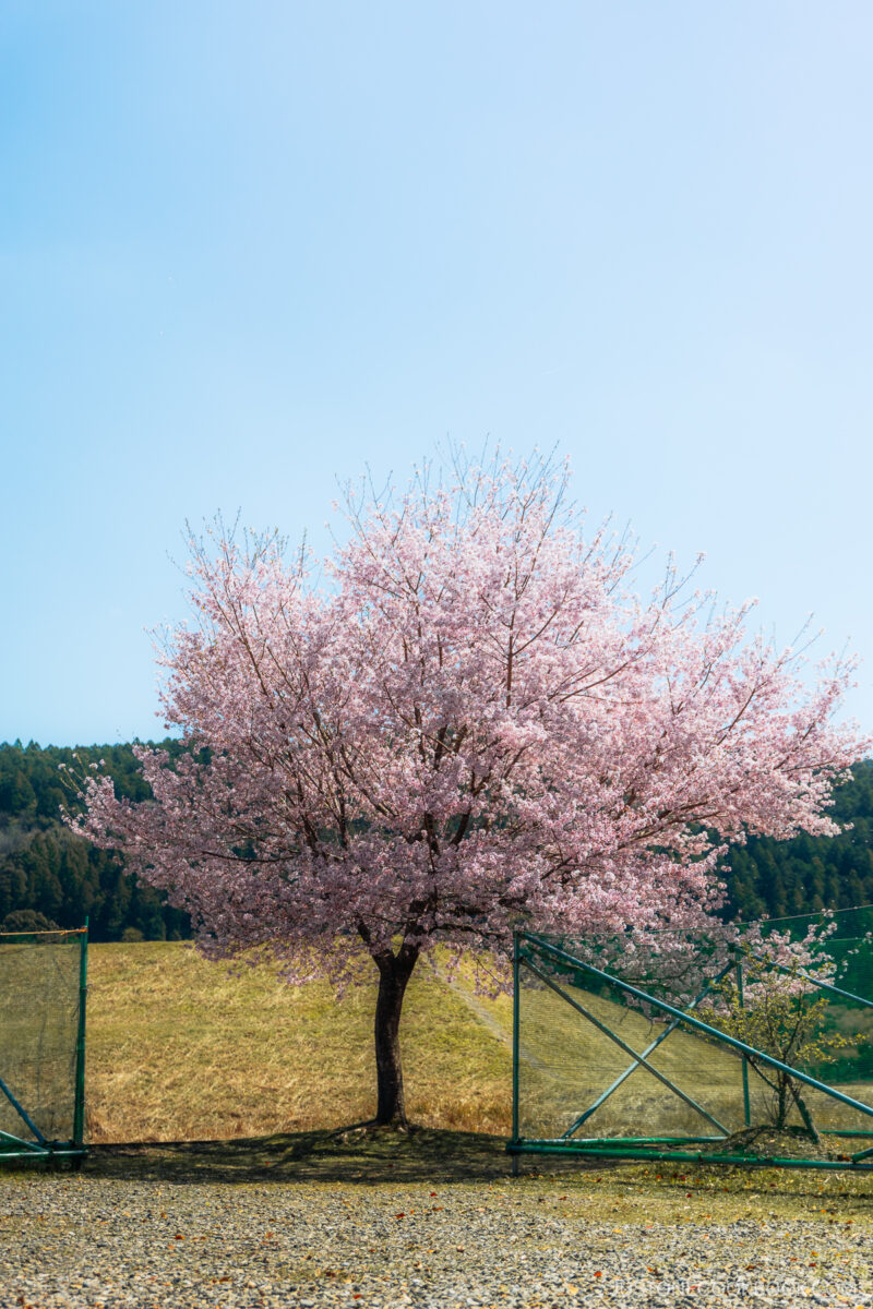 cherry blossoms