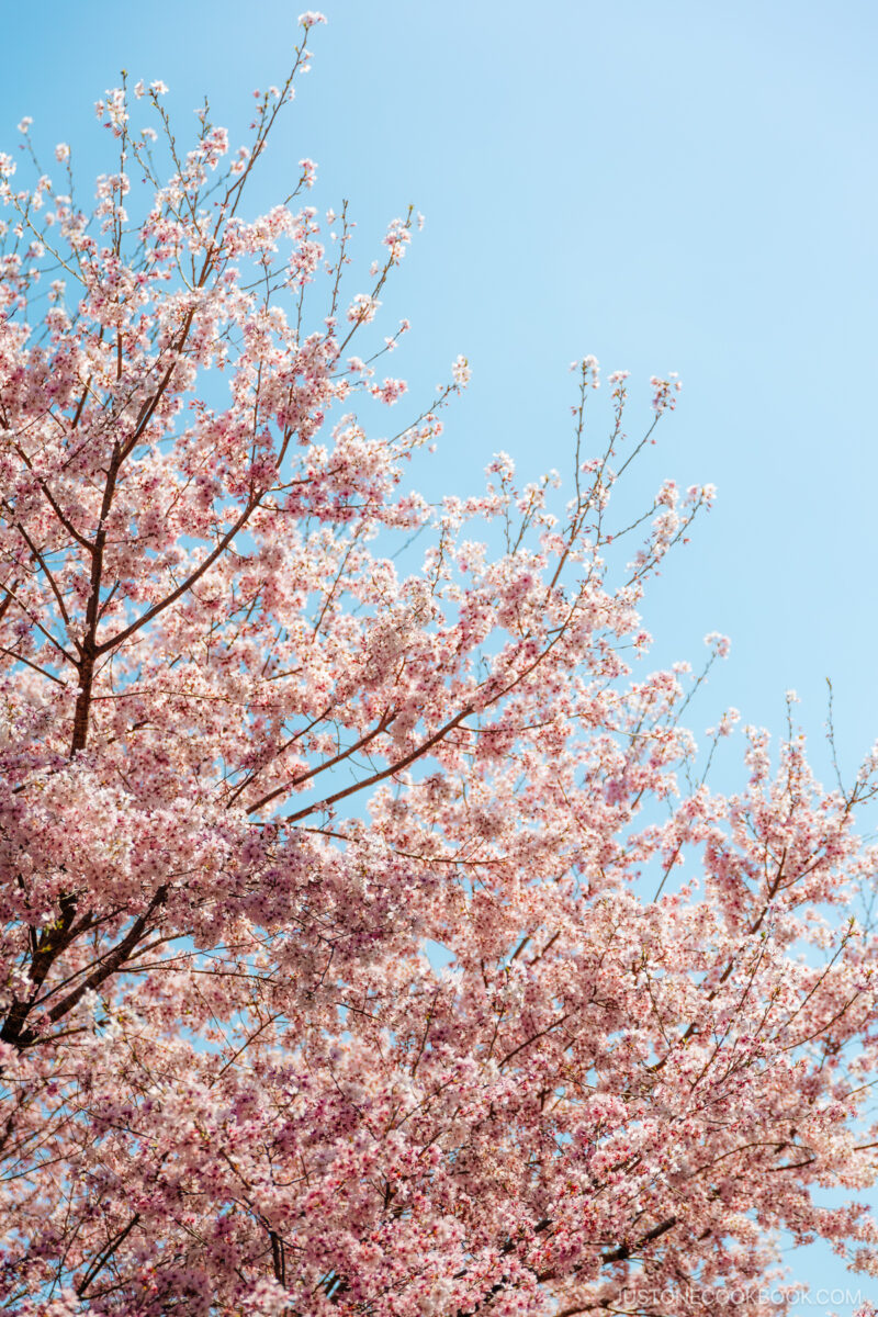 Cherry blossom under a blue sky