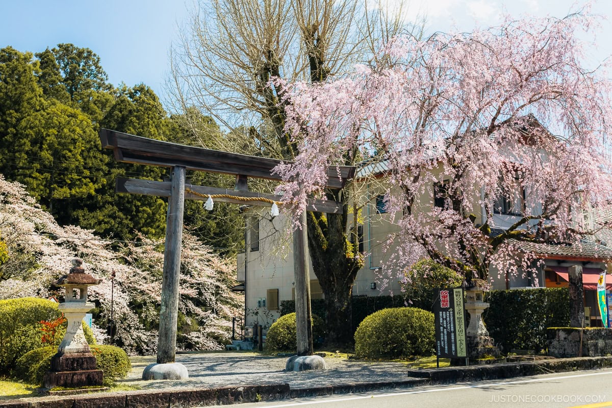 Wooden torii gate next to cherry blossoms tree