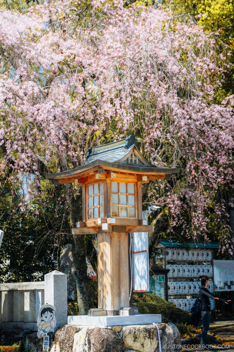 Wooden lantern under chery blossom tree