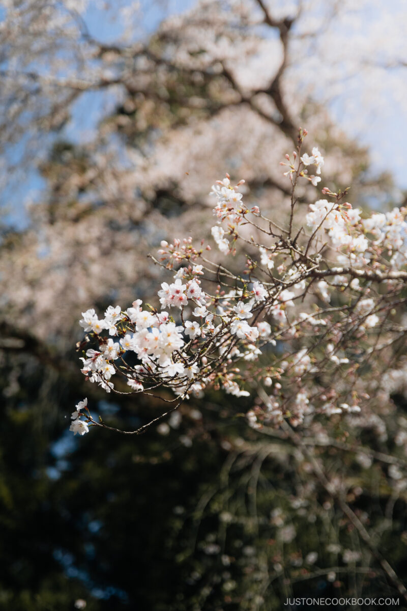 Cherry blossoms