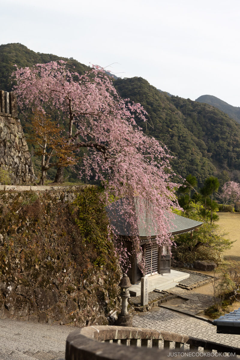 Weeping cherry blossom tree