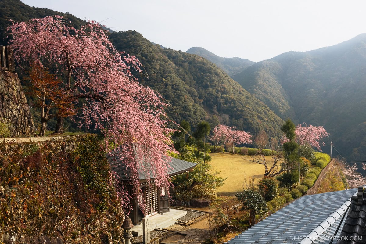 Weeping cherry blossom tree