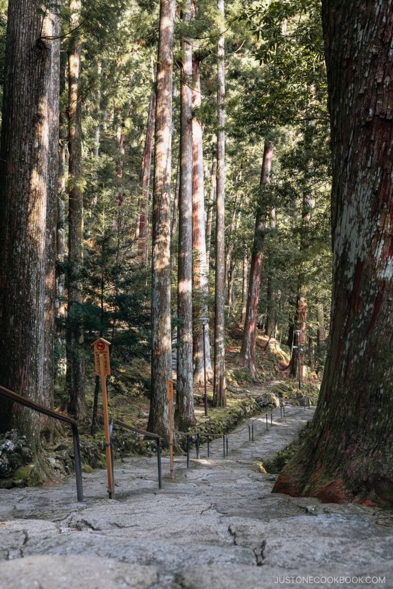 Stone steps lined with trees