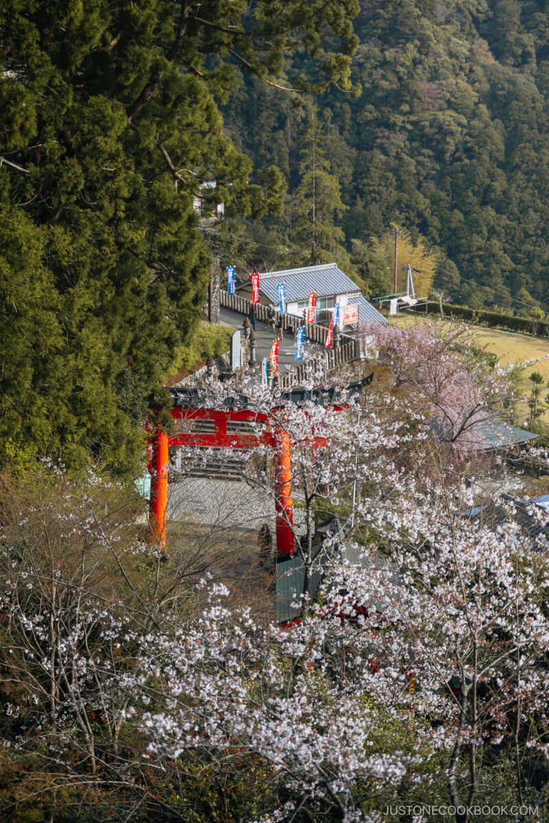 View over red torii gate with cherry blossoms