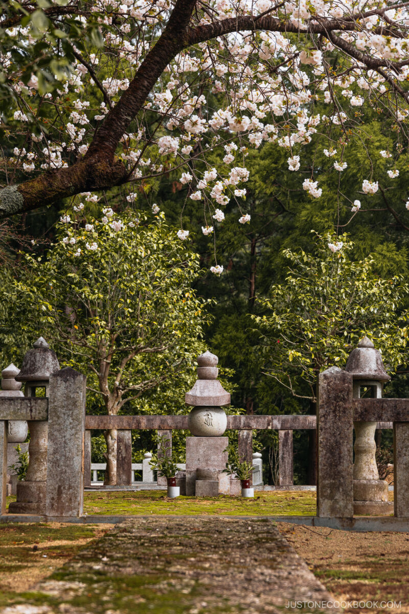 Pathway leading to small stone shrine with overhanging cherry blossoms