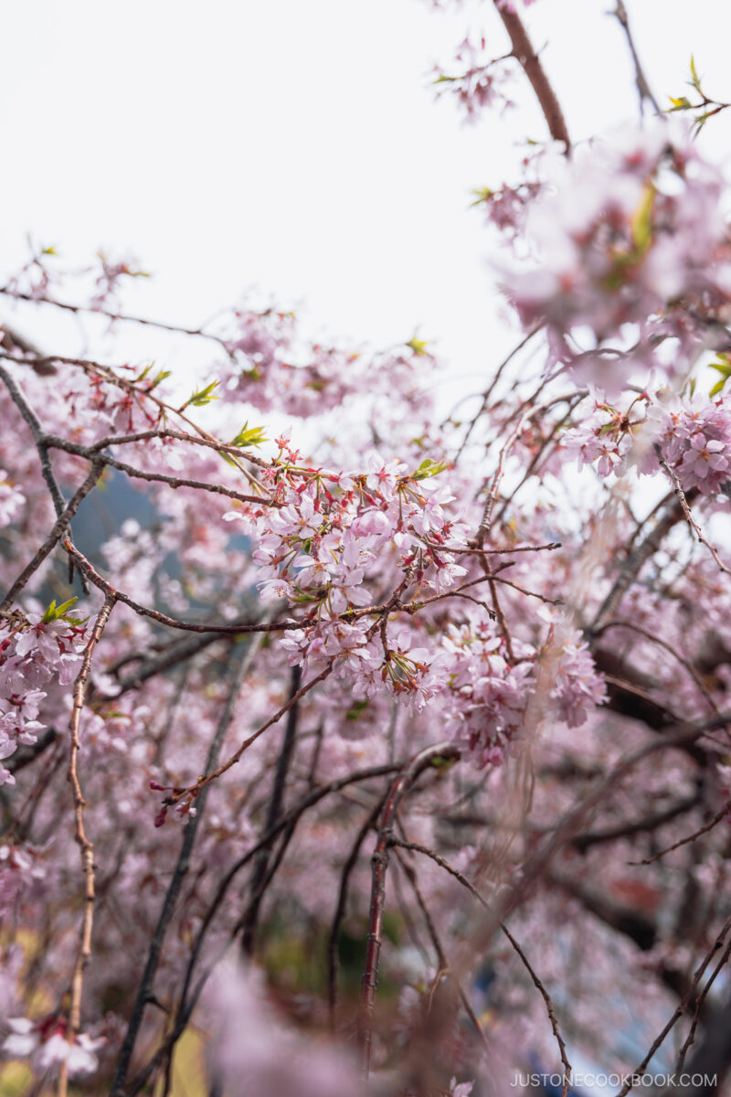 Pink cherry blossoms