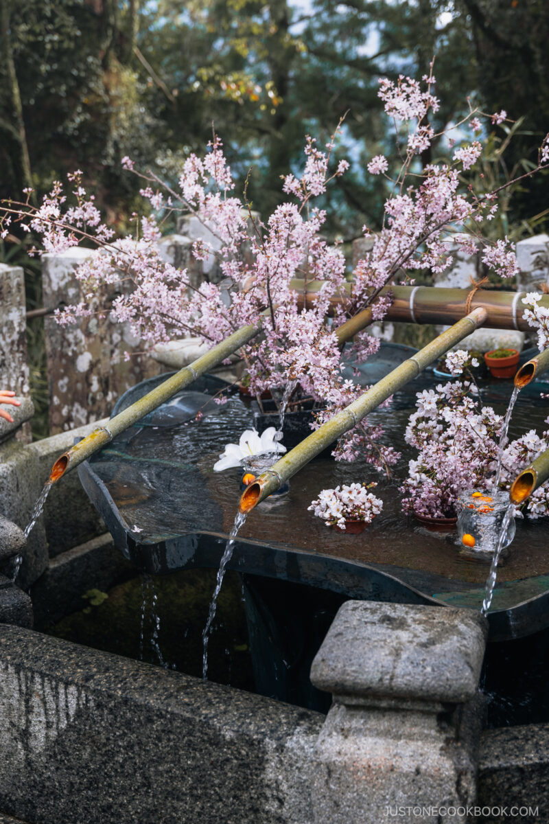 Chozuya with cherry blossoms