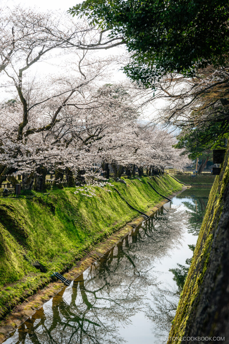 Castle moat lined with cherry blossoms