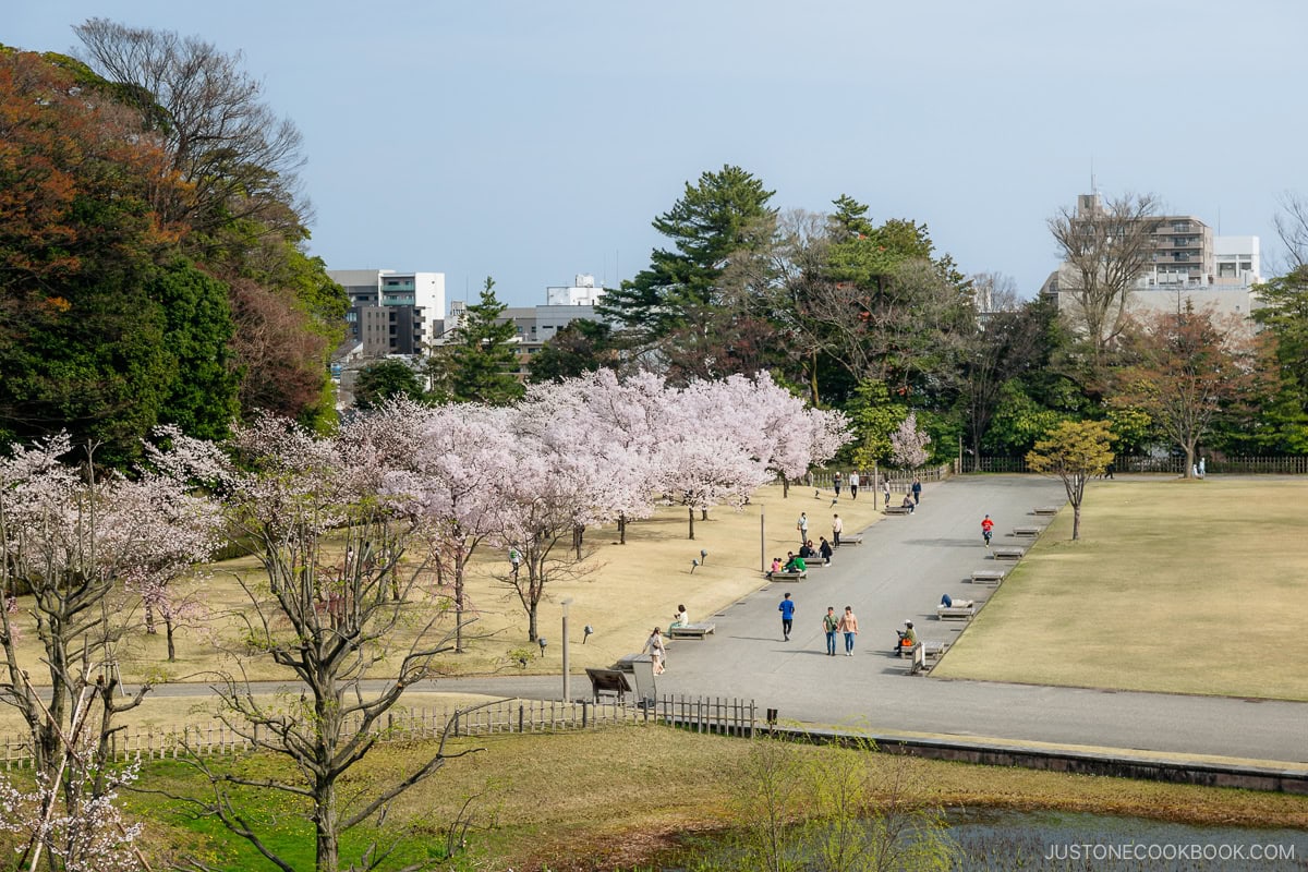 People sitting under cherry blossoms in a castle park