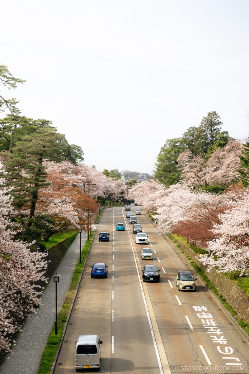 Road lined with cherry blossoms