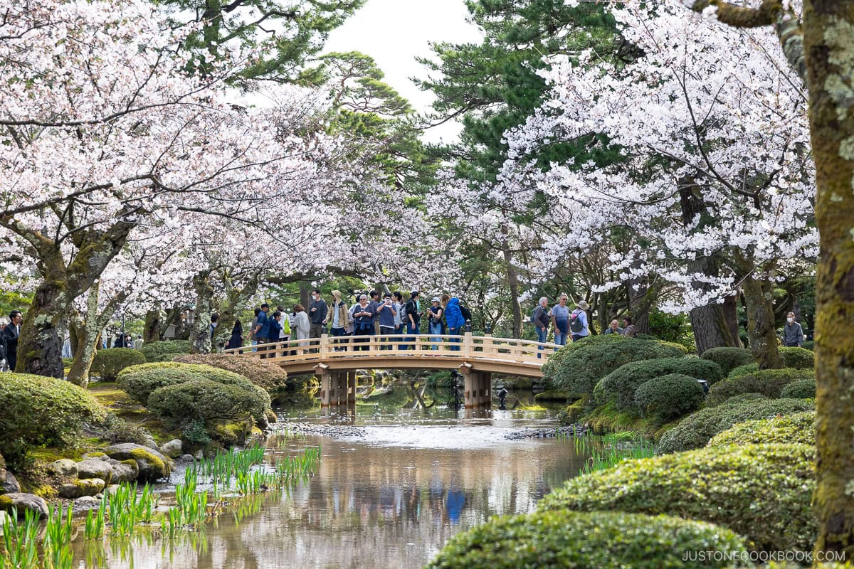 Park stream lined with cherry blossoms with people crossing a bridge