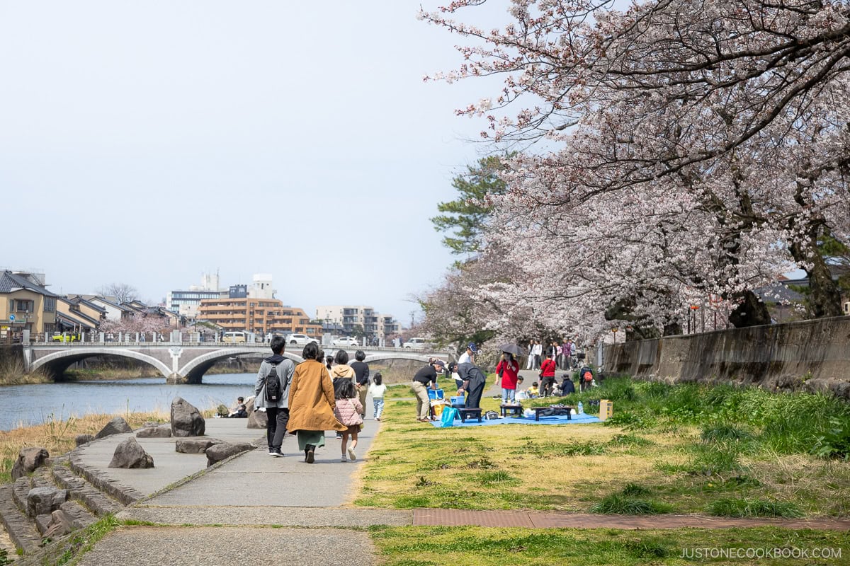 People having a picnic under cherry blossoms next to a river