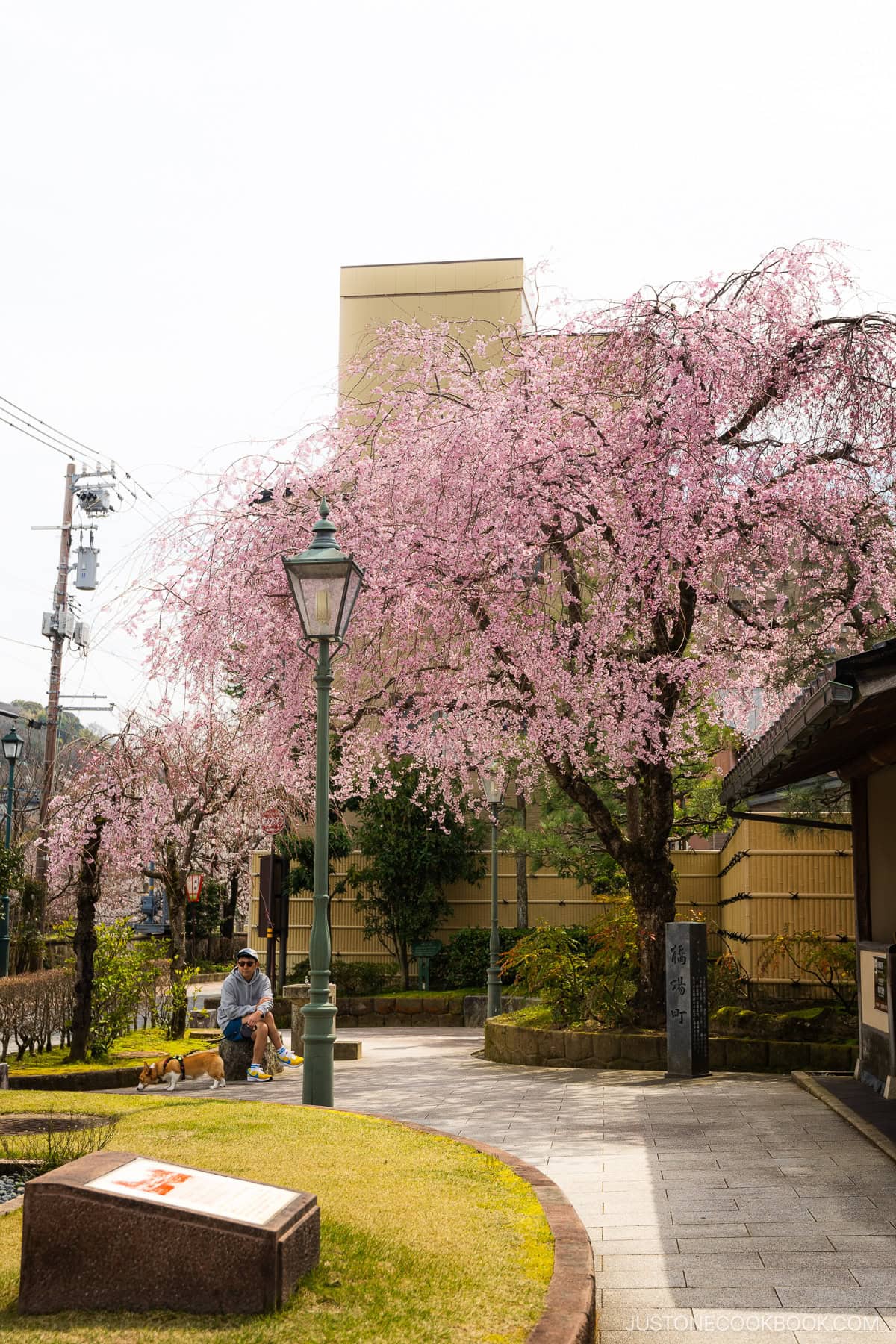 Kanazawa Cherry Blossom Best Viewing Spots • Just One Cookbook