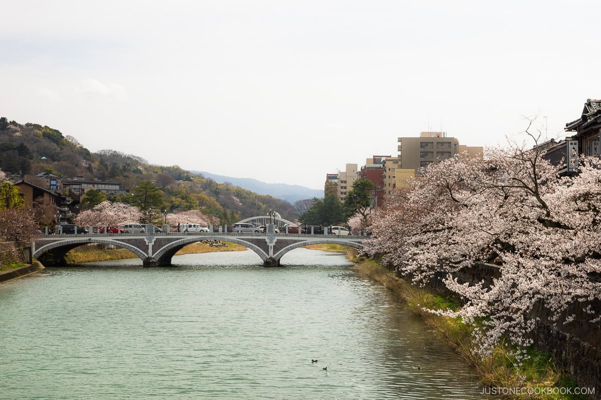 River lined with cherry blossoms