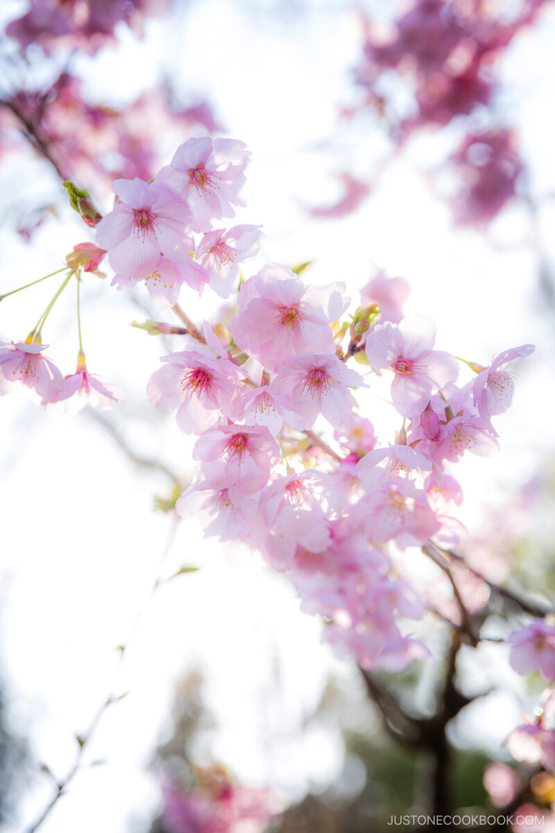 Pink cherry blossoms