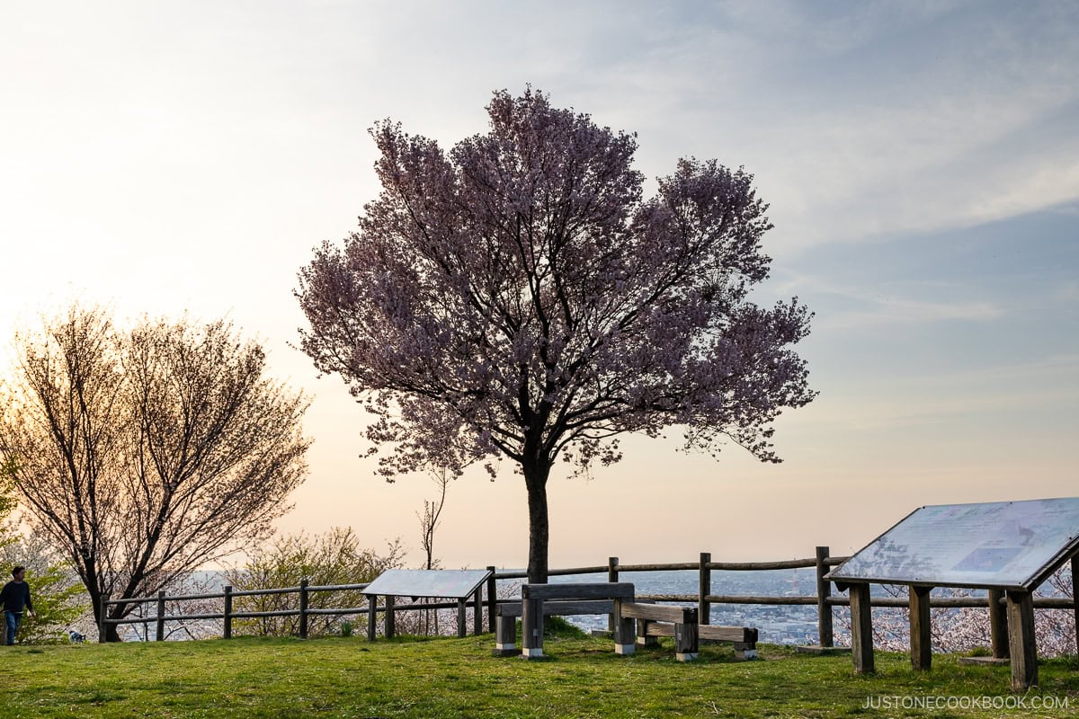 Single chery blossom tree at sunset