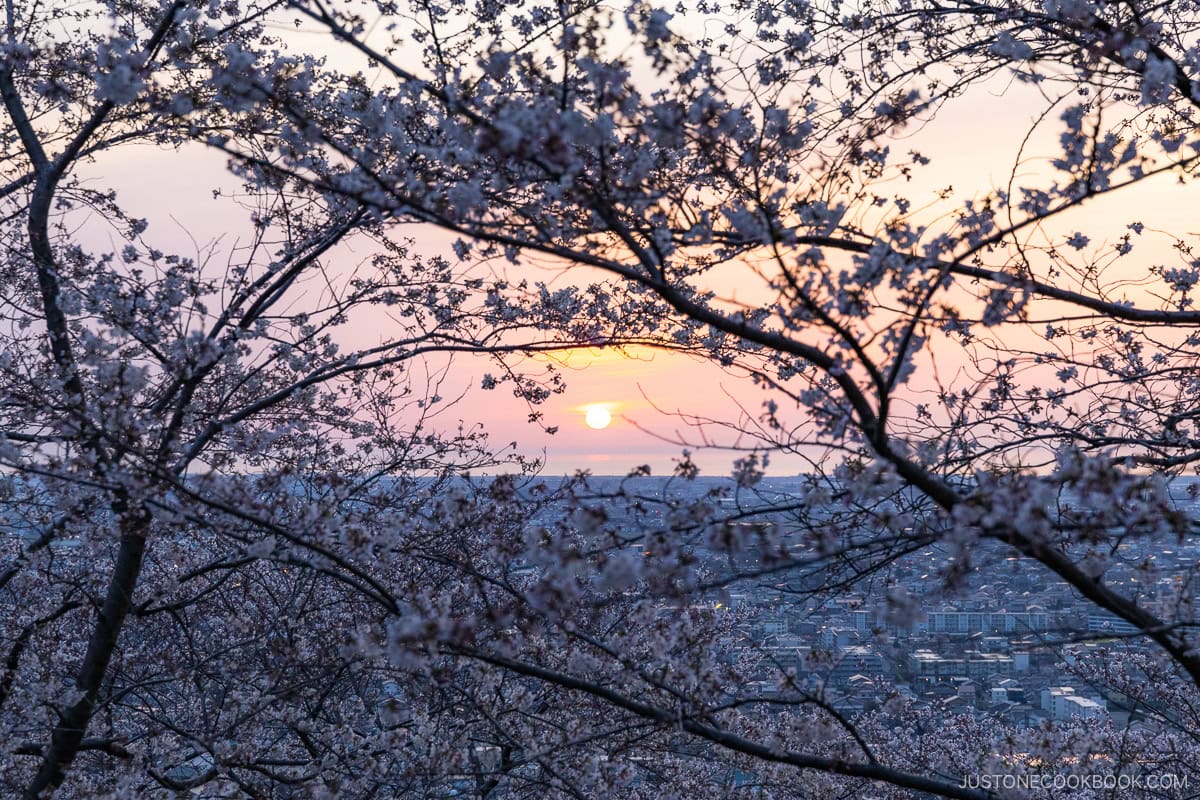 Cherry blossoms overlooking Kanazawa City during sunset