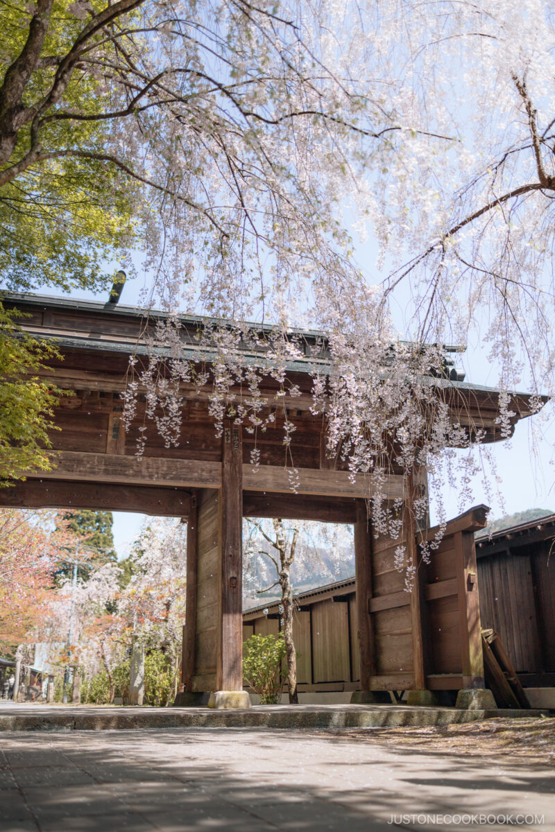 Wooden temple gate with cherry blossoms