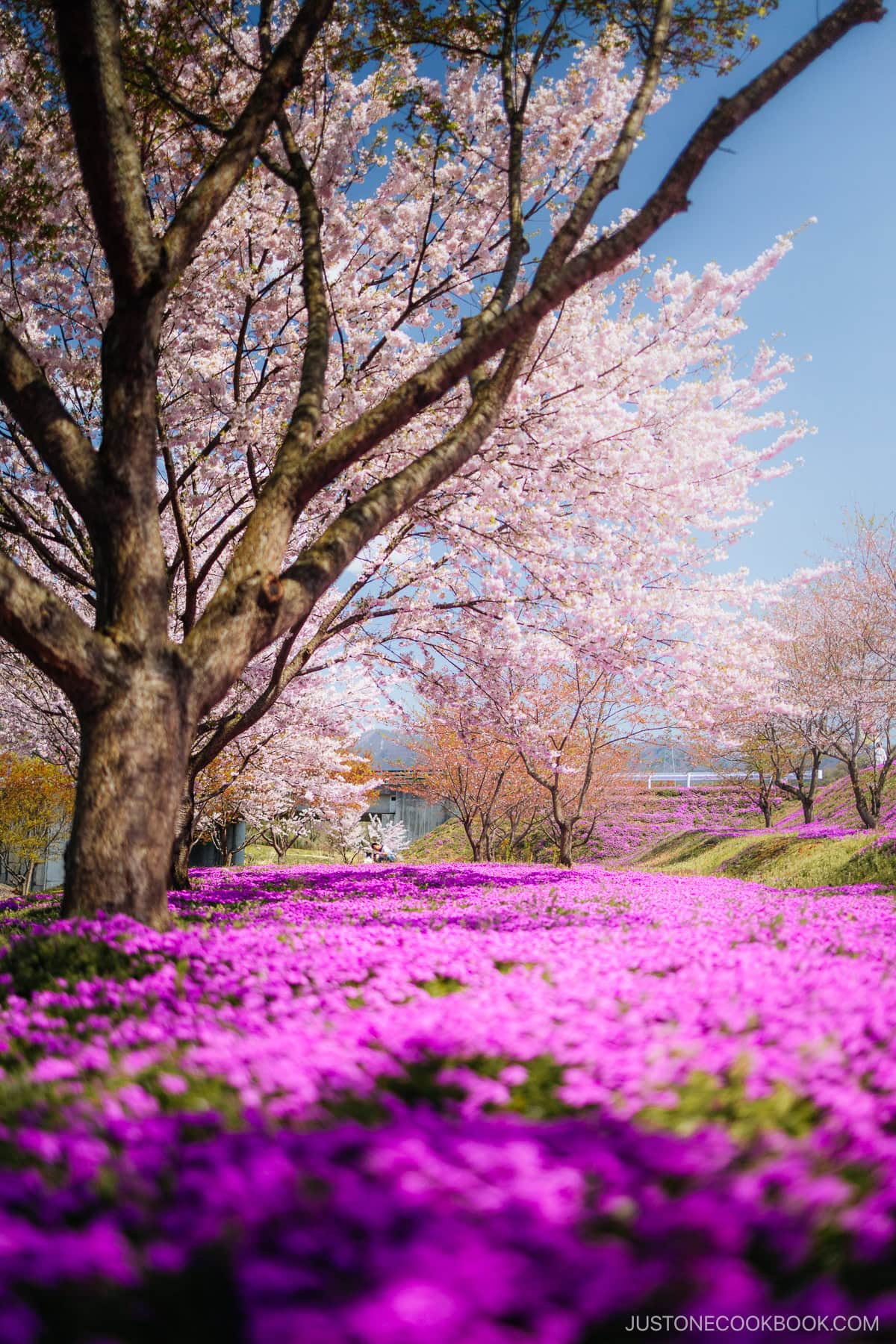 Person and dog playing in a park filled with pink shibazakura