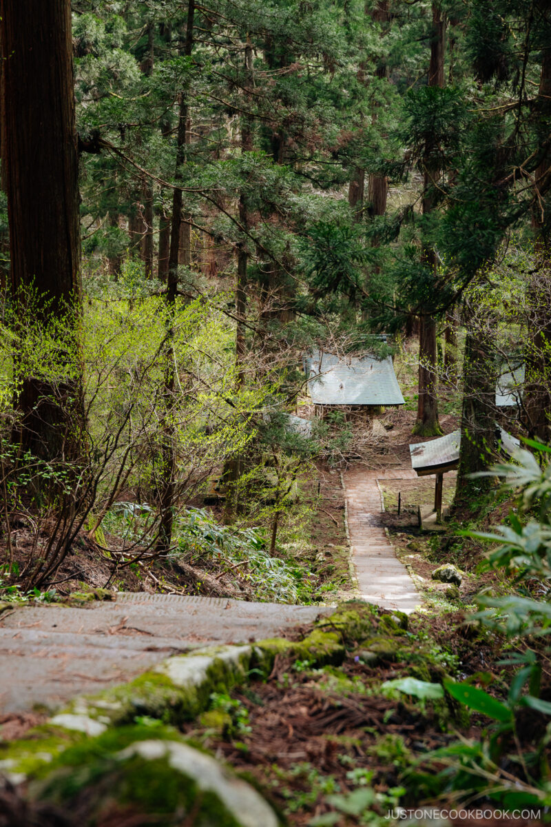 Five story wooden pagoda surrounded by cedar trees