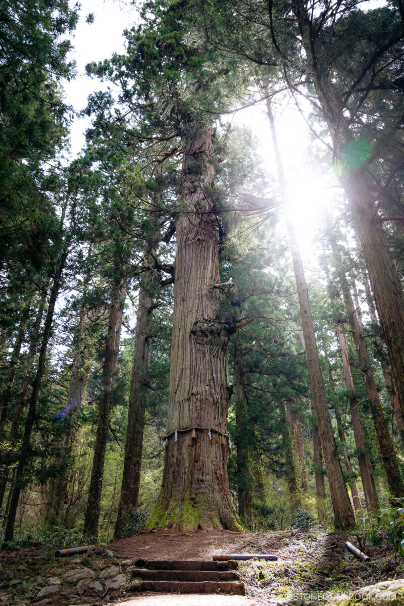 1,000 year old cedar tree