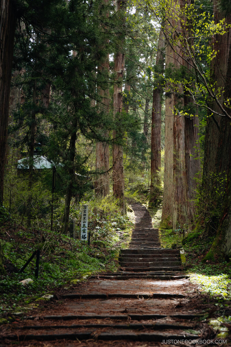 Stone stairway lined with cedar trees