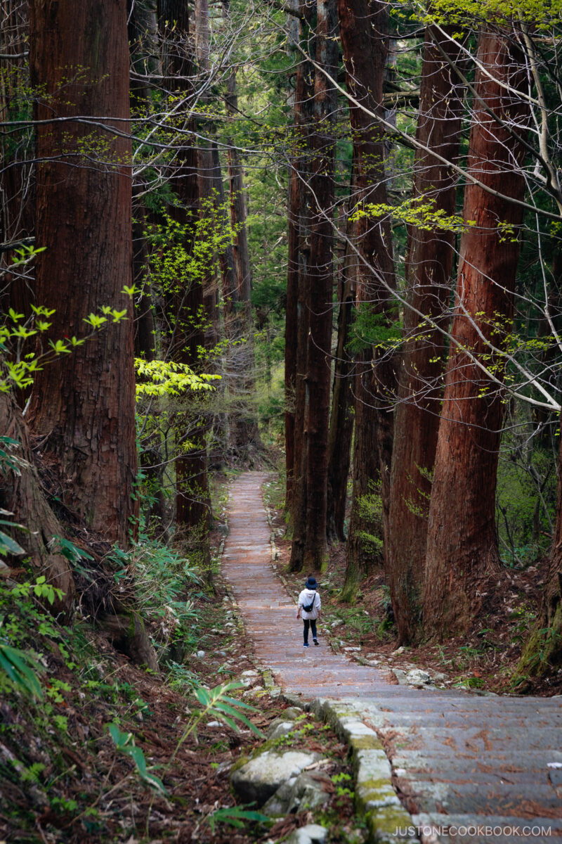 Stone stairway lined with cedar trees