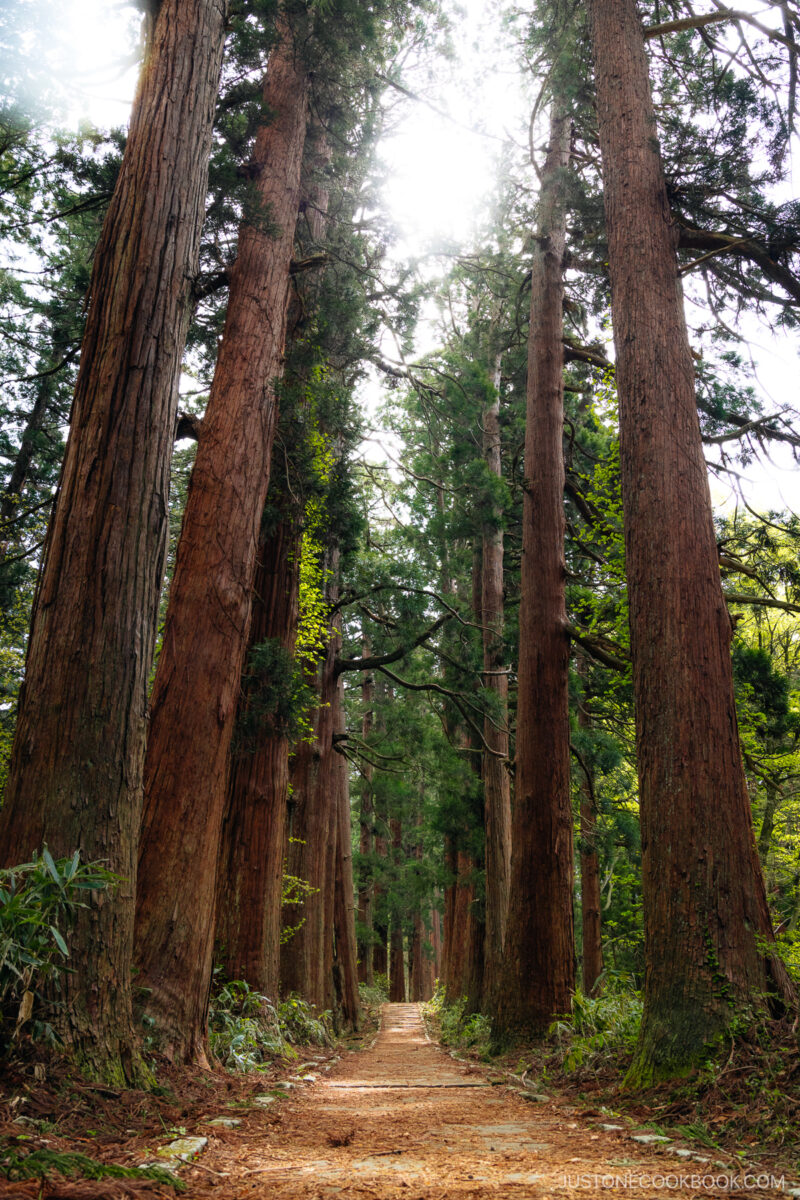 Pathway line with giant cedar trees