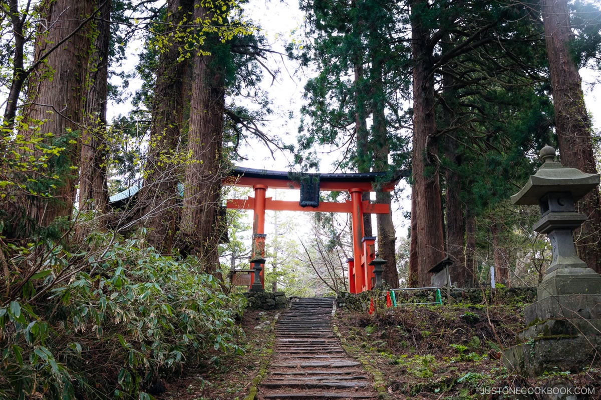 Red torii gate surrounded by cedar trees