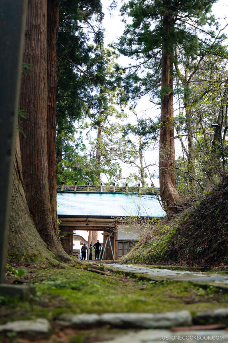Stone pathway lined with cedar trees leading to wooden building