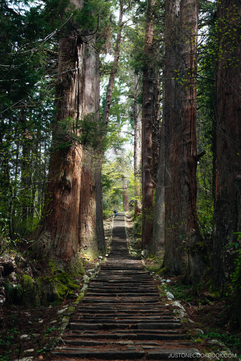 Stone stairway lined with cedar trees