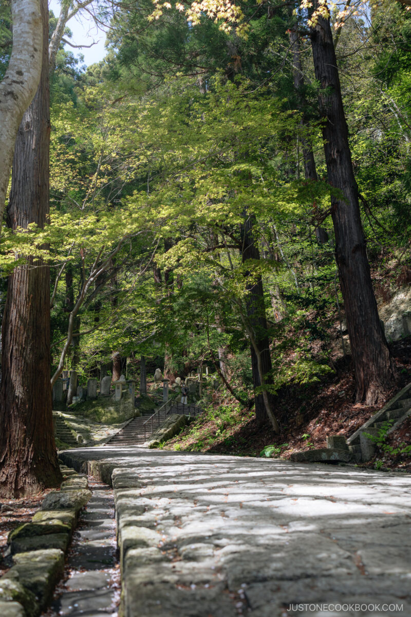 Stone pathway lined with cedar trees