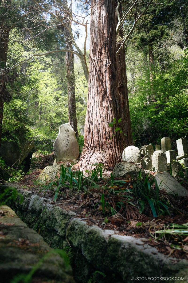 Gravestone next to cedar tree