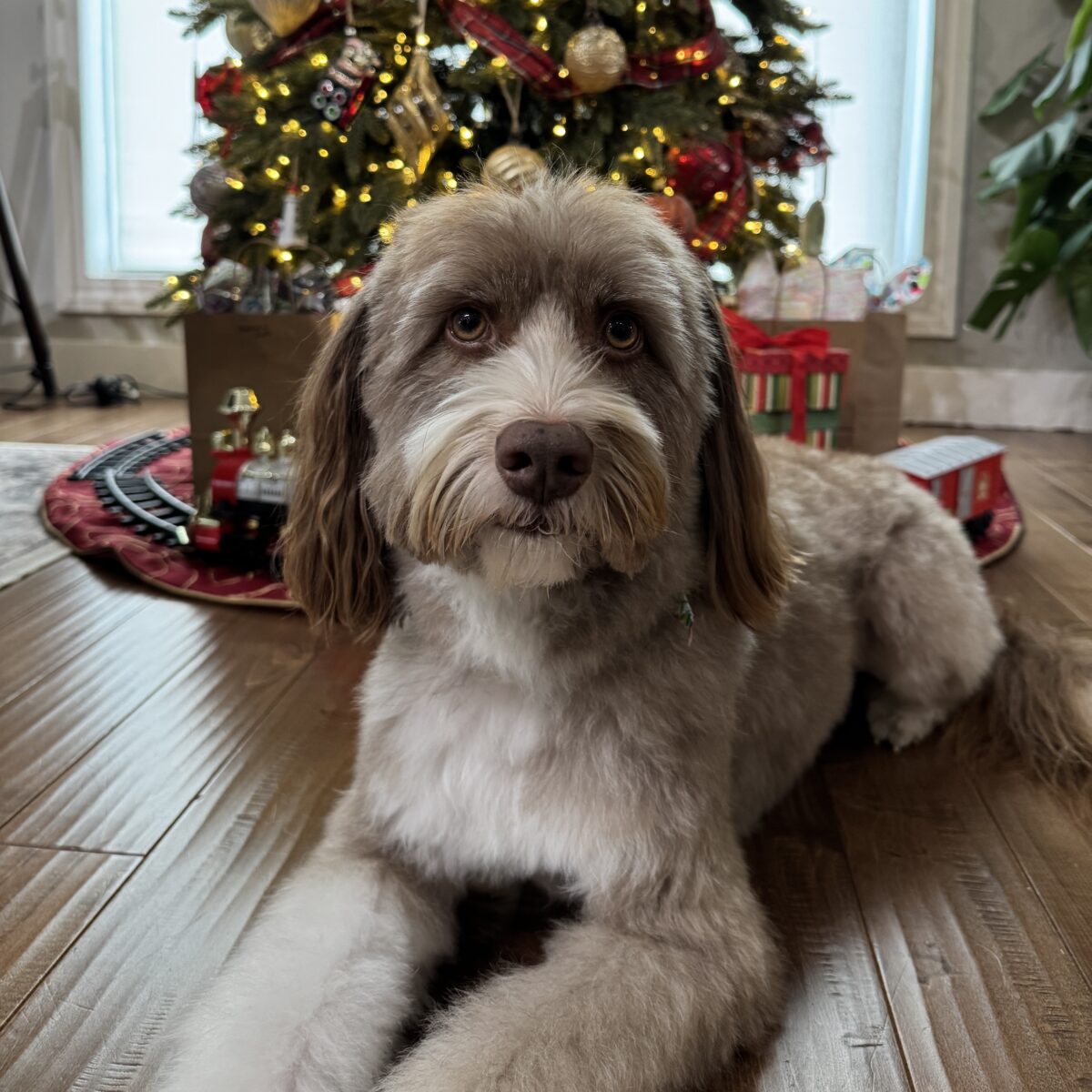 Miso Christmas